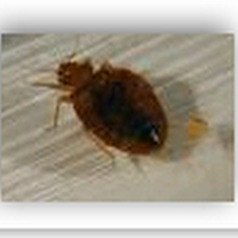 Bed bugs found at hospital in Ohio